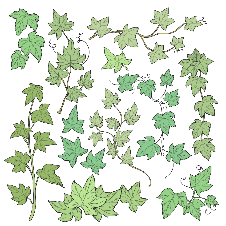 Ivy