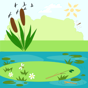 Pond with reed