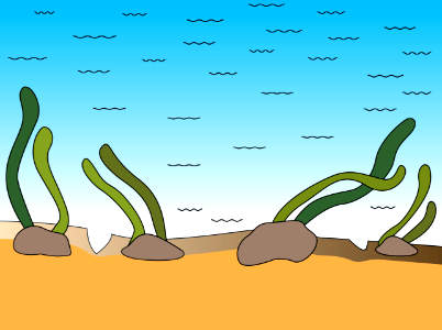 Underwater seaweed