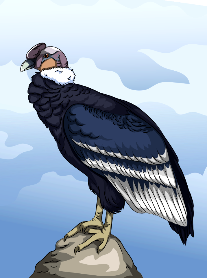 Andean condor