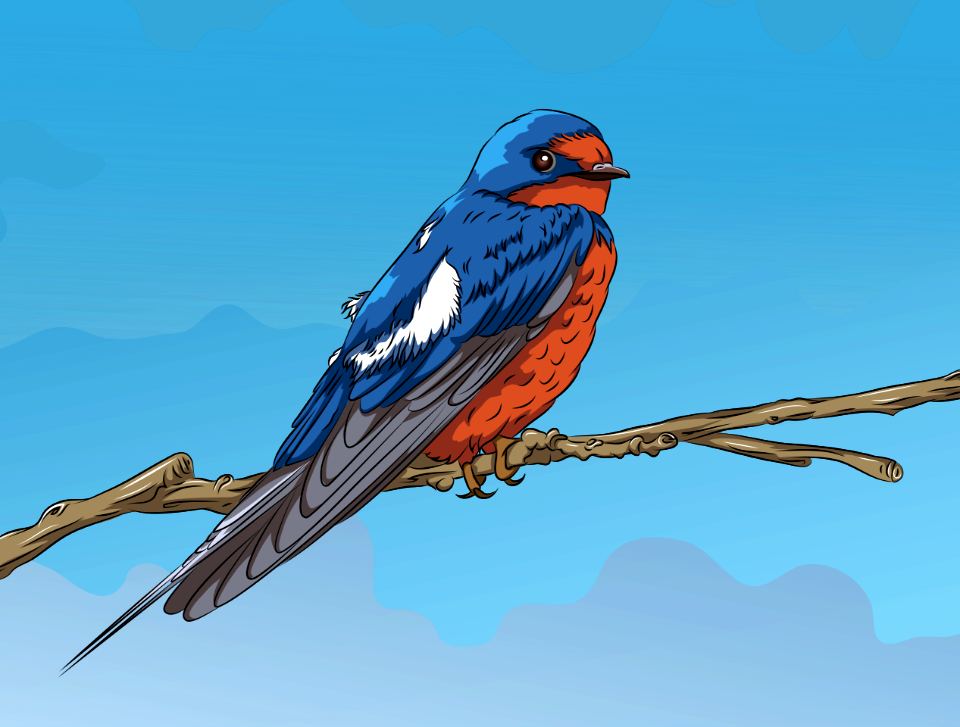 Barn Swallow on the Branch