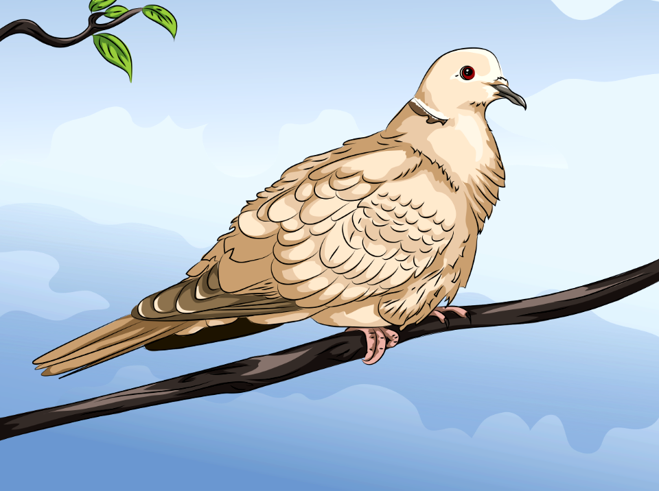 Collared Dove