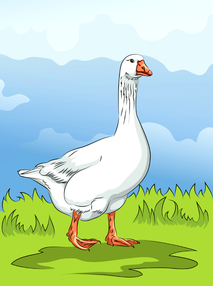 Domestic Goose