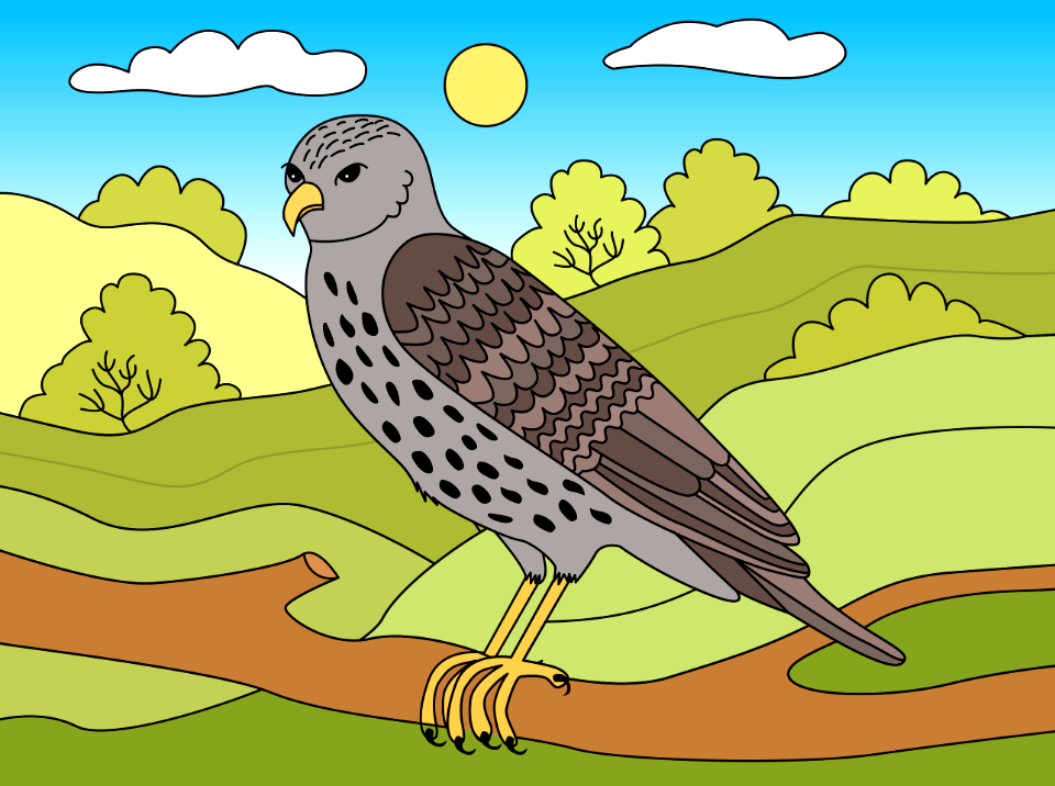 Hawk