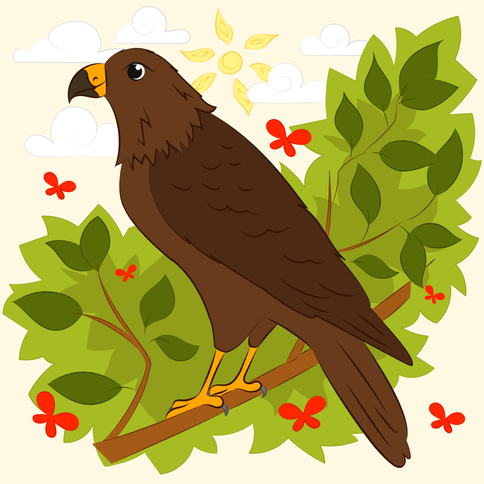 Hawk