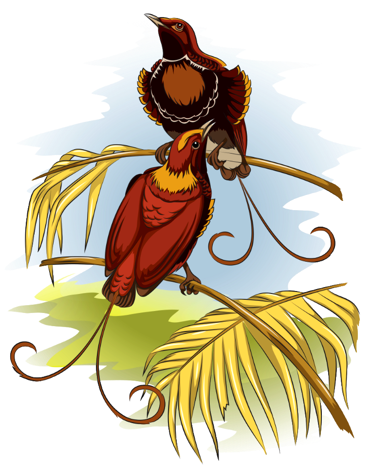 King of Holland's Bird of Paradise