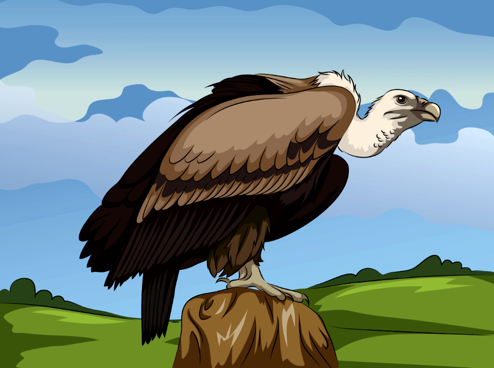 Long Billed Indian Vulture