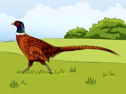 Pheasant