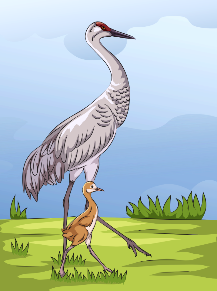 Sandhill Crane