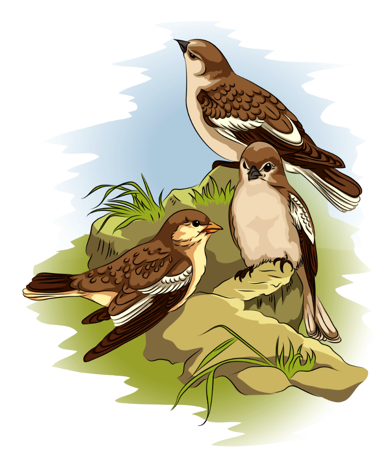 Sparrows