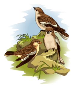 Sparrows