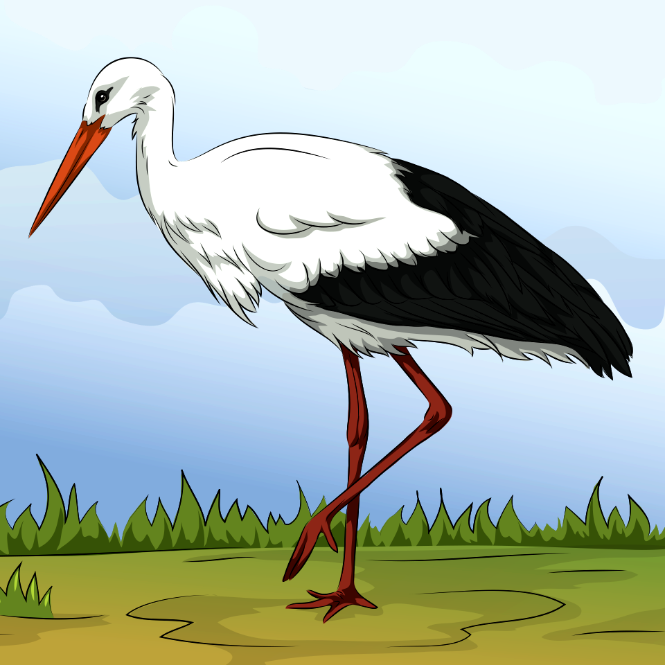 White stork