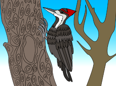 Woodpecker