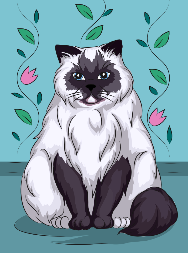 Himalayan Cat
