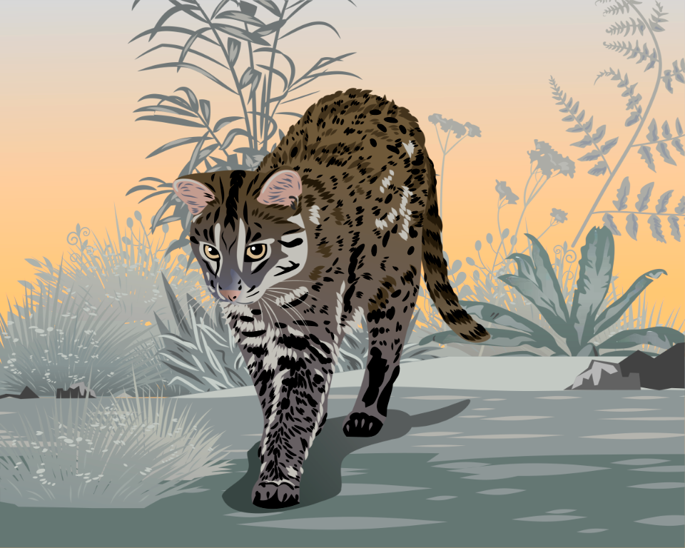 Iriomote Cat