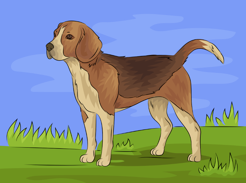 Beagle
