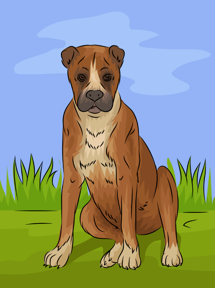 Boxer dog