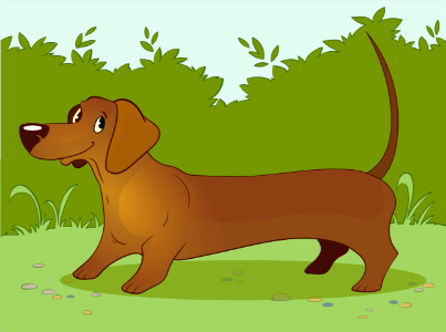 Dachshund