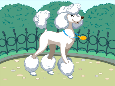 Poodle