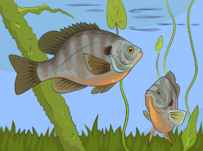 Redear Sunfish