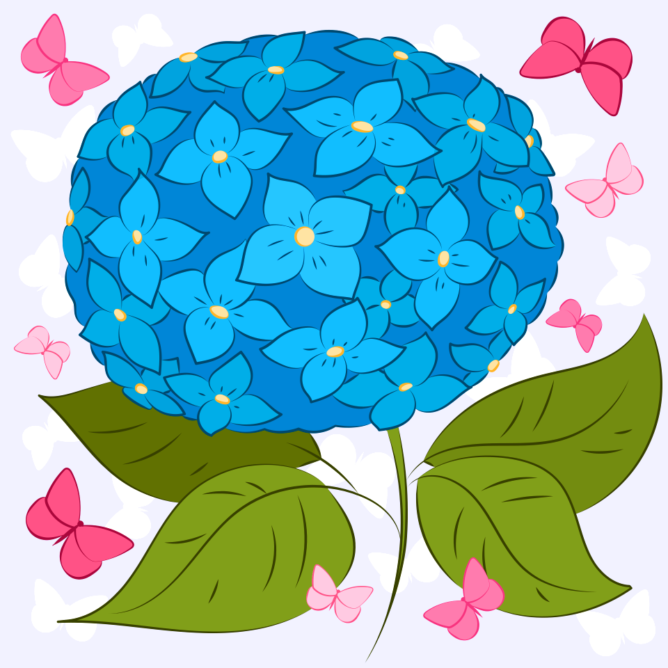 Hydrangea