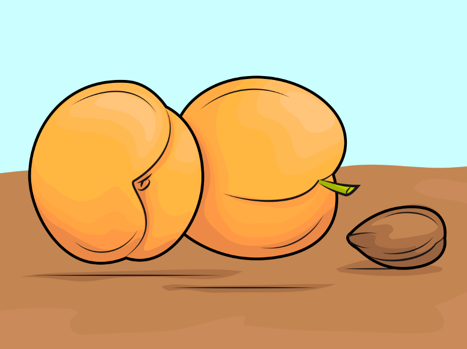 Apricots and an apricot kernel