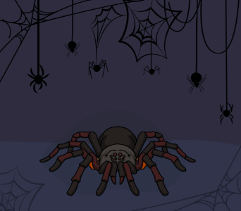 Spider