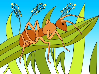 Ant