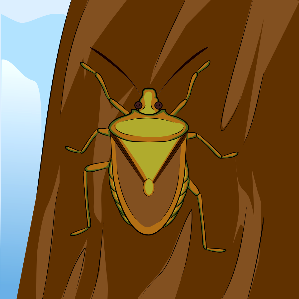 Brown Marmorated Stink Bug