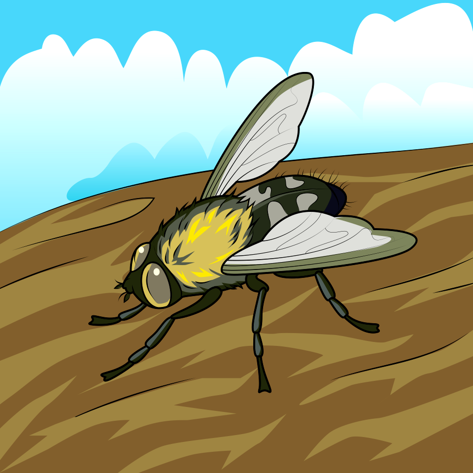 Cluster Fly