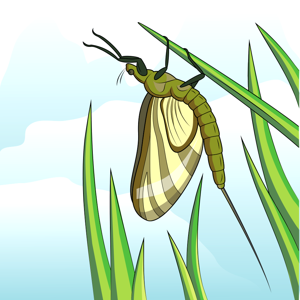 Green Drake Mayfly