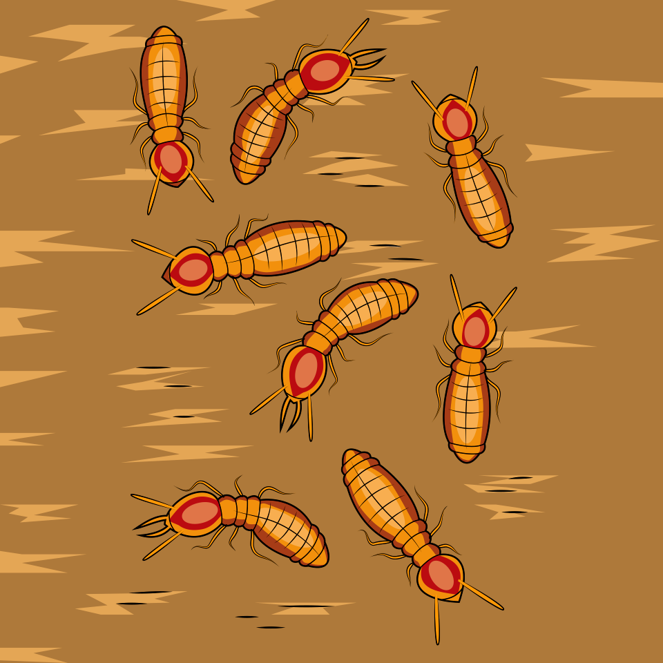 Formosan Subterranean Termites
