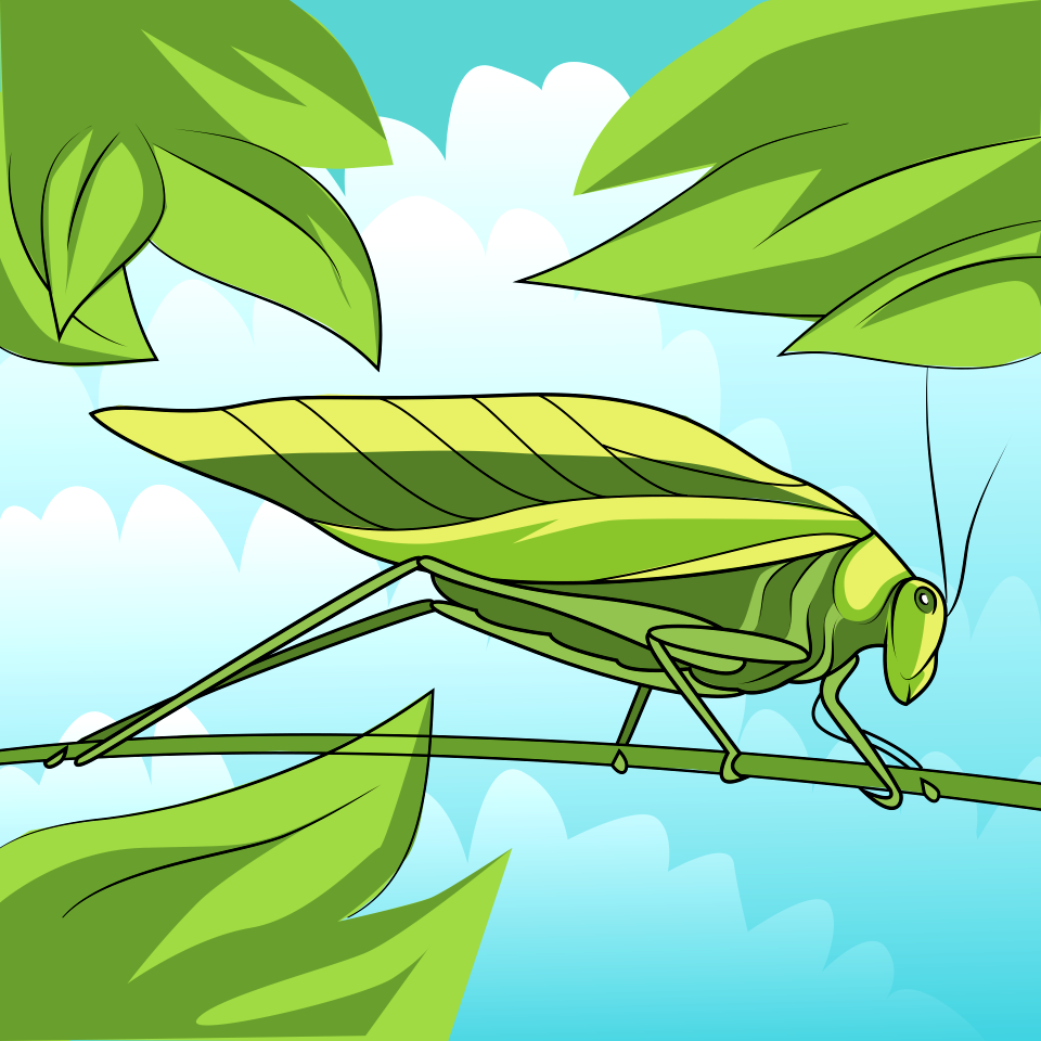 Katydid Leaf Bug
