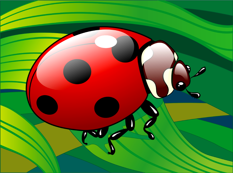 Ladybug