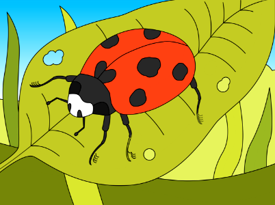 Ladybug