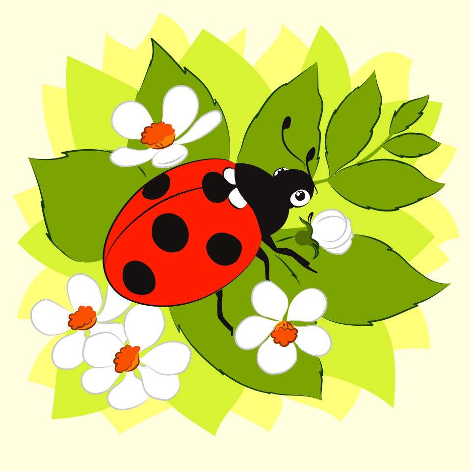 Ladybug