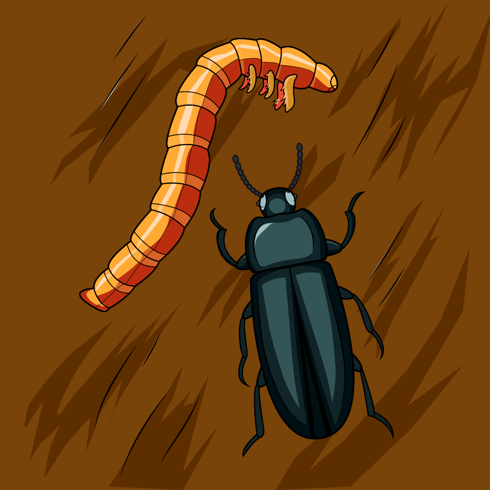 Mealworm Beetle and Larval