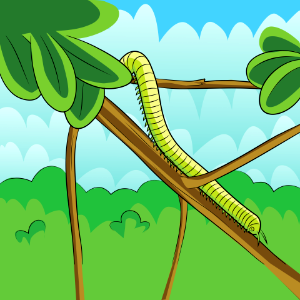 Millipede Domenica