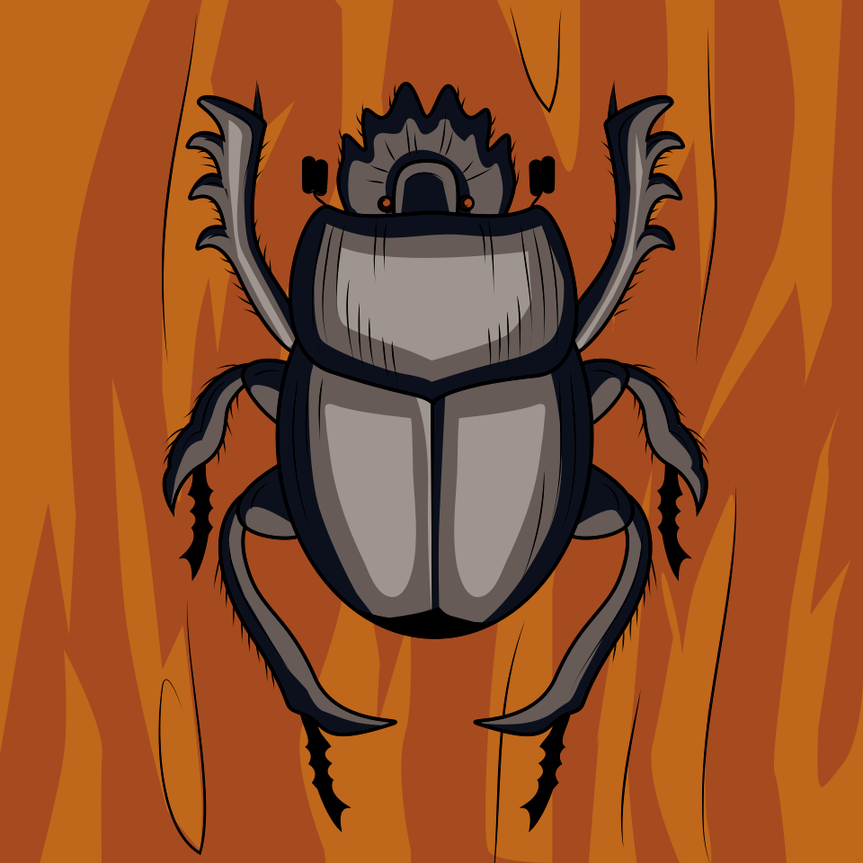 Scarabaeus Dung Beetle