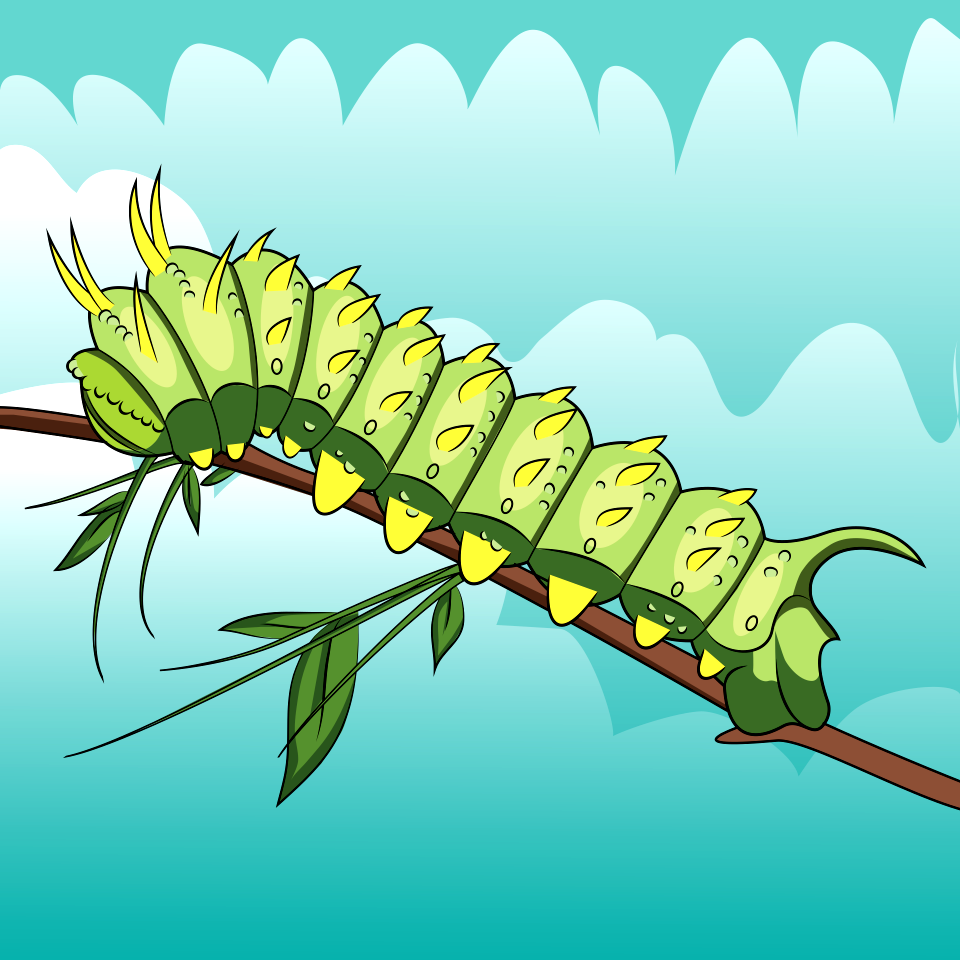 Syssphinx Hubbardi Caterpillar
