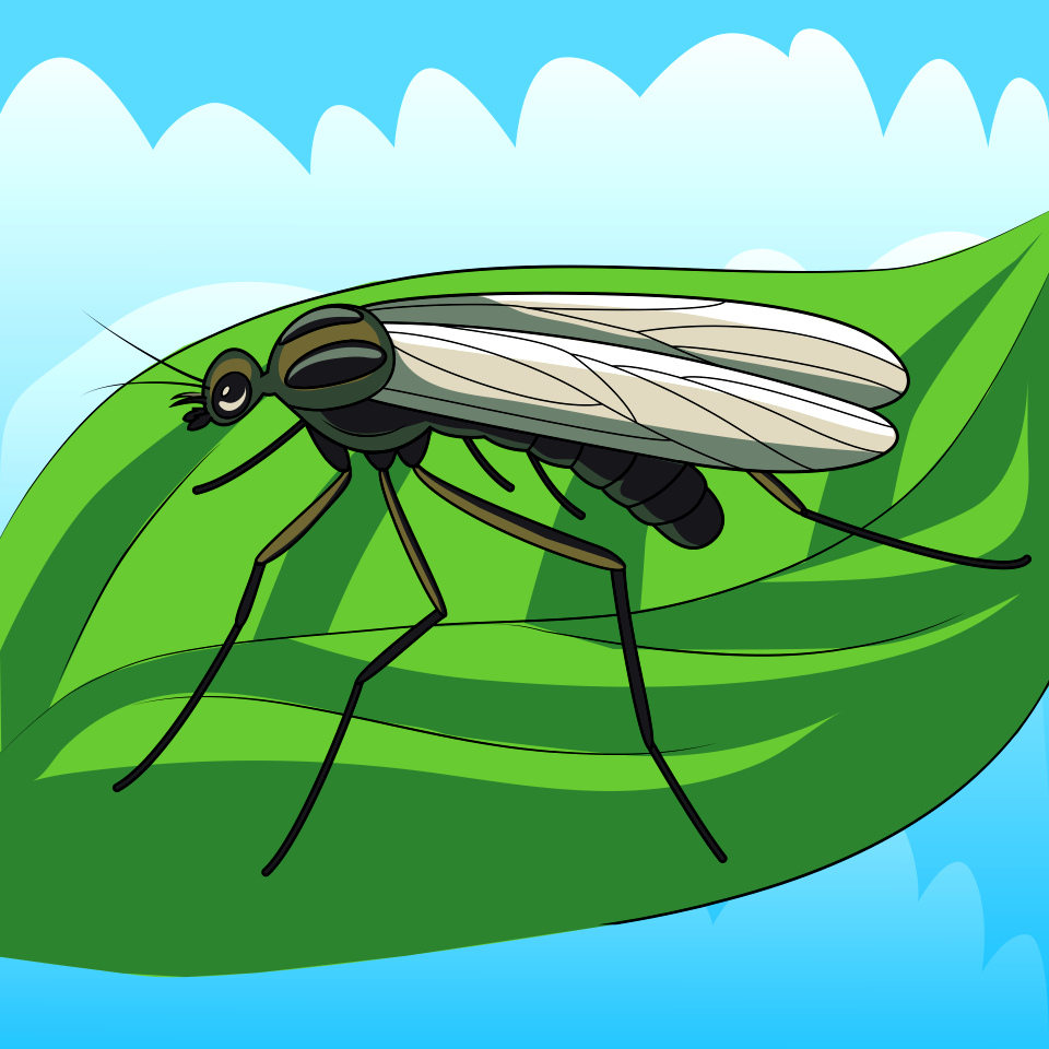 Window Gnat