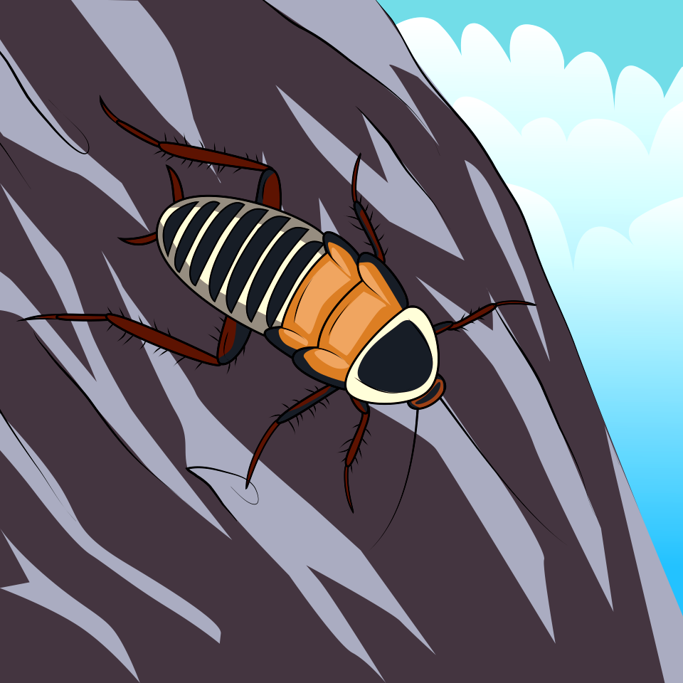 Zebra Cockroach