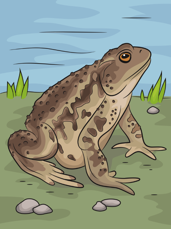 Asiatic-toad