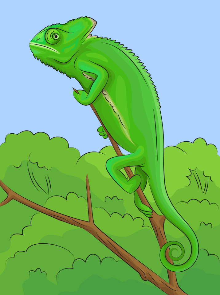Veiled chameleon