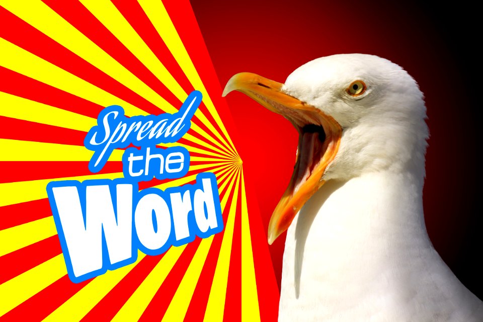 Notice seagull bird