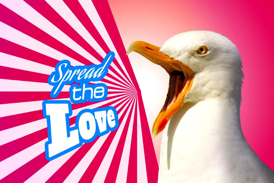 Notice seagull bird