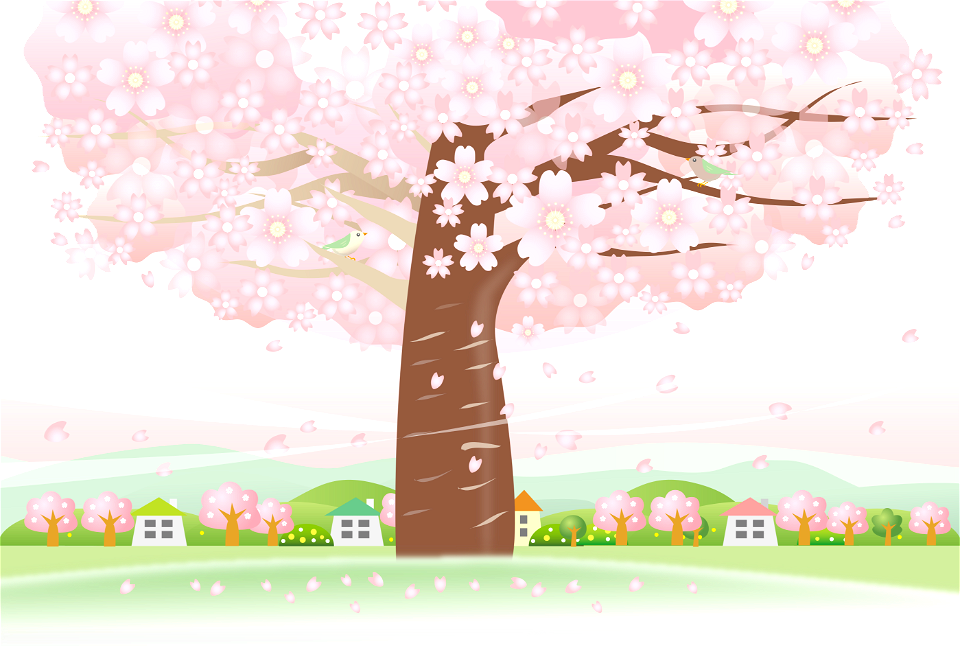 Cherry blossom tree