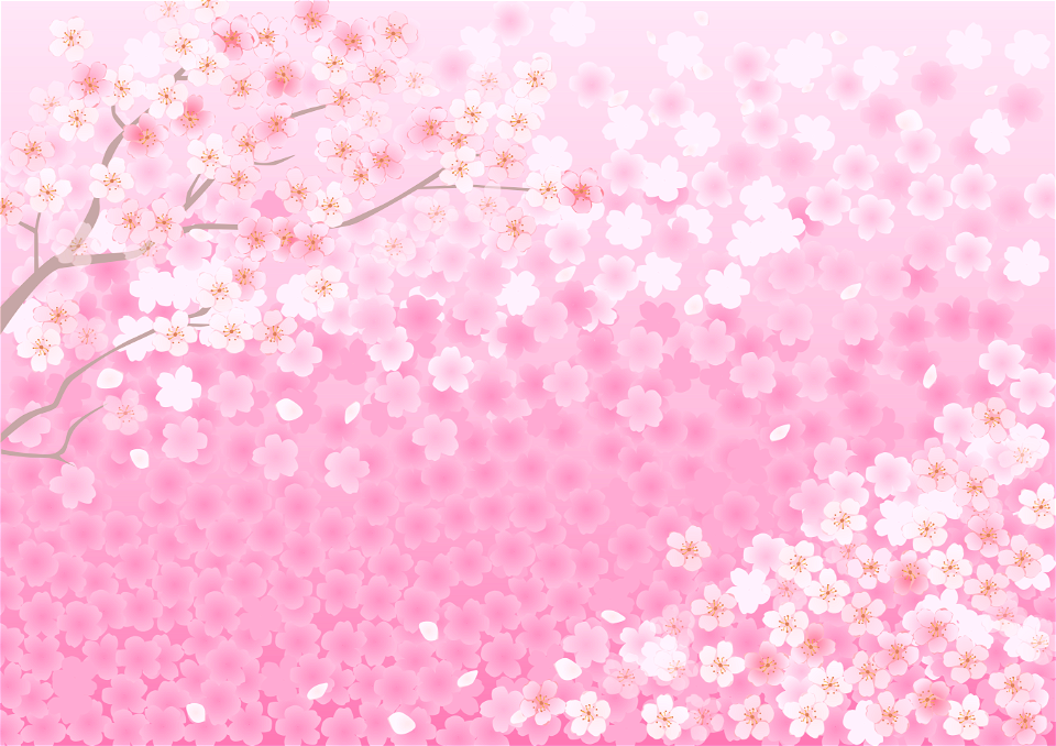 Cherry blossoms background