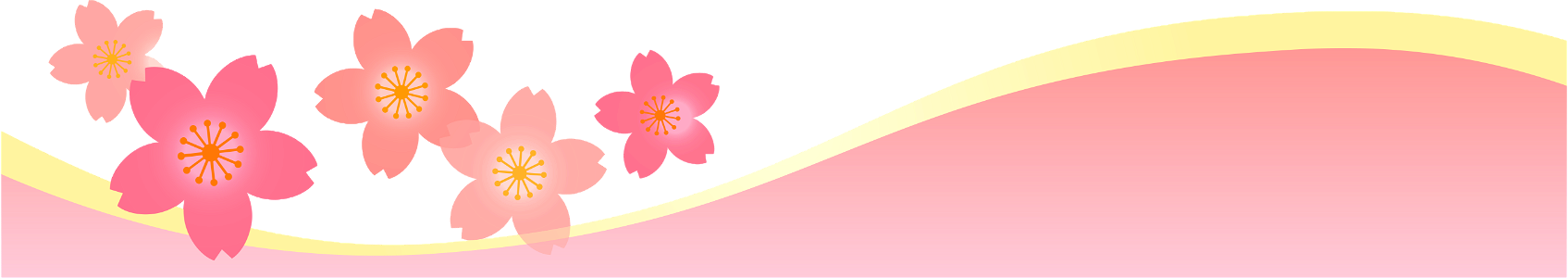 Cherry blossoms background