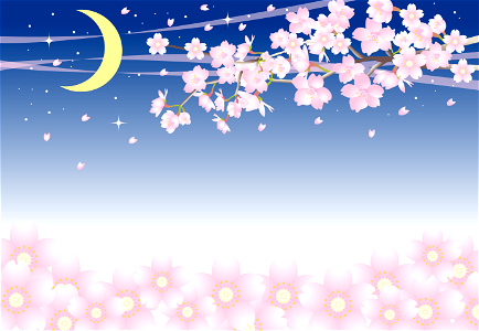Cherry blossoms night